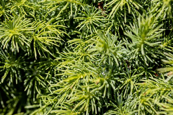 太い木の緑の針 詳細マクロビュー — ストック写真