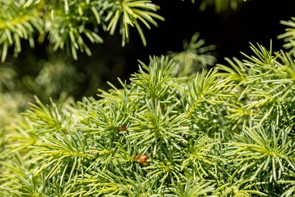 太い木の緑の針 詳細マクロビュー — ストック写真