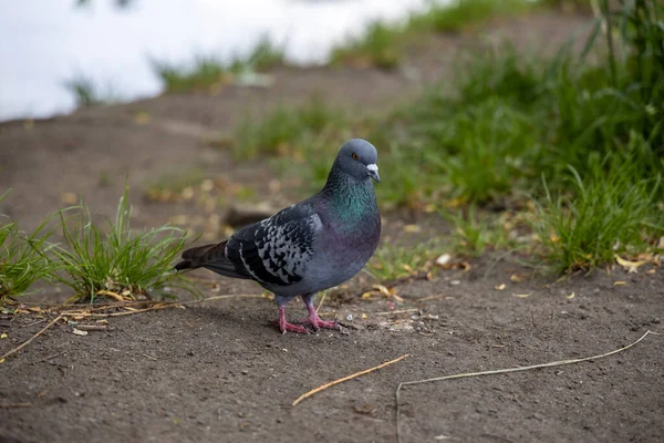 Taube Auf Dem Weg Den Park Detailansicht — Stockfoto