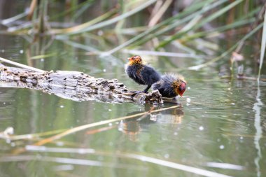 İki yuva kuran fulica atra, bir gölün arka planında bir kütüğün üzerinde duruyor..