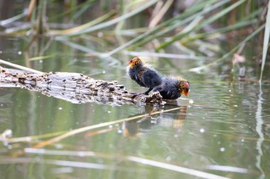 İki yuva kuran fulica atra, bir gölün arka planında bir kütüğün üzerinde duruyor..