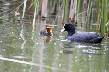 Fulica atra kuşu yuvası ile birlikte gölette yüzer. Yeşil sazlıklar suya yansıyor..