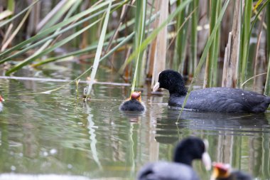 Fulica atra kuşu yuvası ile birlikte gölette yüzer. Yeşil sazlıklar suya yansıyor..