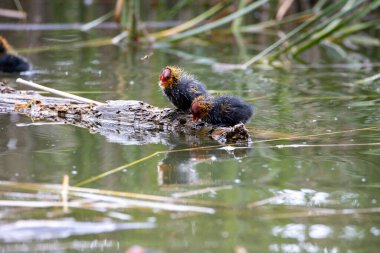 İki yuva kuran fulica atra, bir gölün arka planında bir kütüğün üzerinde duruyor..