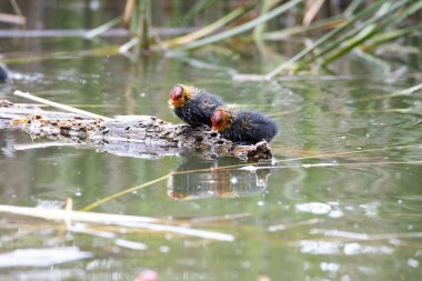 İki yuva kuran fulica atra, bir gölün arka planında bir kütüğün üzerinde duruyor..