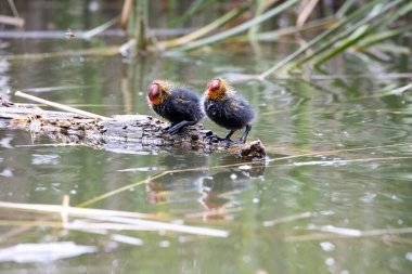İki yuva kuran fulica atra, bir gölün arka planında bir kütüğün üzerinde duruyor..