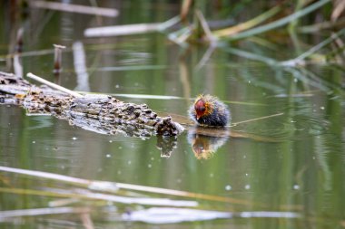 Yavru bir fulica atra kuşu ağaç kütüğünün yanındaki gölde yüzer. Yeşil sazlıklar suya yansıyor..