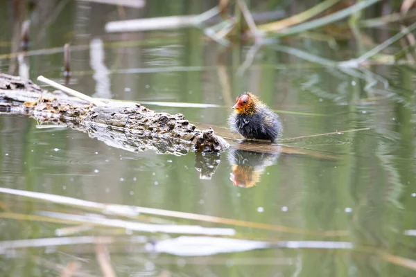 Ein Einnistender Fulica Atra Vogel Schwimmt Einem Teich Neben Einem — Stockfoto
