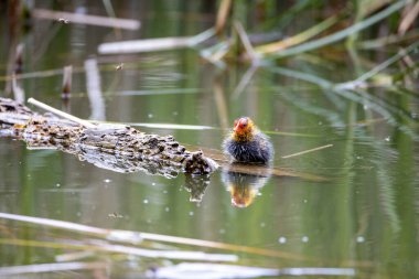 Yavru bir fulica atra kuşu ağaç kütüğünün yanındaki gölde yüzer. Yeşil sazlıklar suya yansıyor..