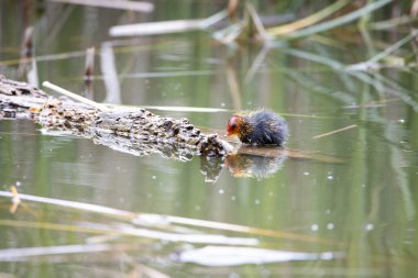 Yavru bir fulica atra kuşu ağaç kütüğünün yanındaki gölde yüzer. Yeşil sazlıklar suya yansıyor..
