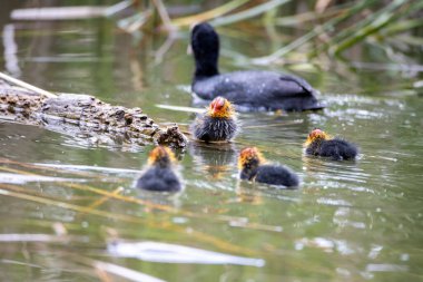 Fulica atra kuşu yuvası ile birlikte gölette yüzer. Yeşil sazlıklar suya yansıyor..