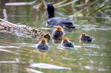Fulica atra kuşu yuvası ile birlikte gölette yüzer. Yeşil sazlıklar suya yansıyor..