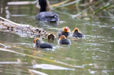 Fulica atra kuşu yuvası ile birlikte gölette yüzer. Yeşil sazlıklar suya yansıyor..