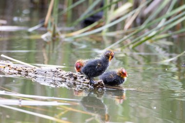 İki yuva kuran fulica atra, bir gölün arka planında bir kütüğün üzerinde duruyor..