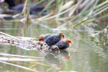 Üç yavru kuş ağaç kütüğünün üzerinde duruyor. Yeşil sazlıklar suya yansıyor..