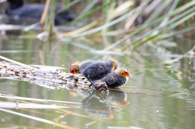 Üç yavru kuş ağaç kütüğünün üzerinde duruyor. Yeşil sazlıklar suya yansıyor..
