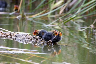 Üç yavru kuş ağaç kütüğünün üzerinde duruyor. Yeşil sazlıklar suya yansıyor..
