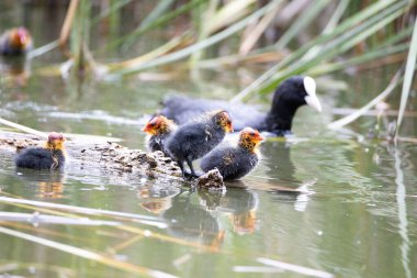 Fulica atra kuşu yuvası ile birlikte gölette yüzer. Yeşil sazlıklar suya yansıyor..