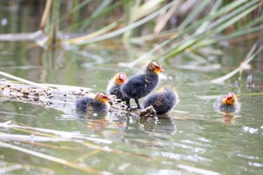 Yuva kuran Fulica atra kuşları sazlıkların arasında bir gölette yüzerler. Yeşil sazlıklar suya yansıyor..