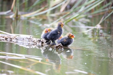 Dört yavru kuş ağaç kütüğünün üzerinde duruyor. Yeşil sazlıklar suya yansıyor..