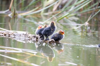 Dört yavru kuş ağaç kütüğünün üzerinde duruyor. Yeşil sazlıklar suya yansıyor..
