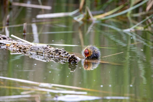 Ein Einnistender Fulica Atra Vogel Schwimmt Einem Teich Neben Einem — Stockfoto