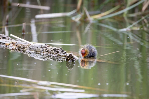 Ein Einnistender Fulica Atra Vogel Schwimmt Einem Teich Neben Einem — Stockfoto