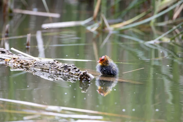 Ein Einnistender Fulica Atra Vogel Schwimmt Einem Teich Neben Einem — Stockfoto