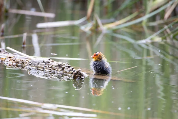 Ein Einnistender Fulica Atra Vogel Schwimmt Einem Teich Neben Einem — Stockfoto