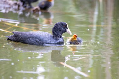 Fulica atra kuşu yuvası ile birlikte gölette yüzer. Yeşil sazlıklar suya yansıyor..