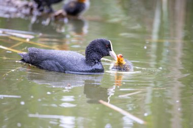 Fulica atra kuşu yuvası ile birlikte gölette yüzer. Yeşil sazlıklar suya yansıyor..