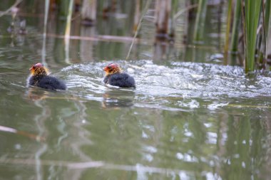 Yuvalanmış fulika atra kuşları gölette yüzerler. Yeşil sazlıklar suya yansıyor..