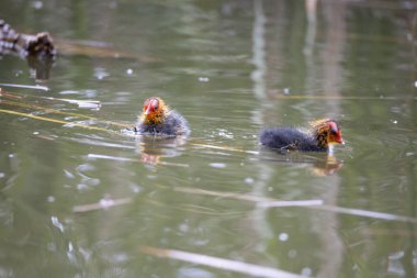 Yuvalanmış fulika atra kuşları gölette yüzerler. Yeşil sazlıklar suya yansıyor..