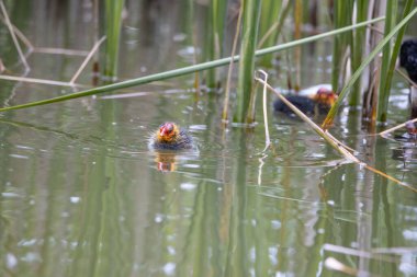 Yuvalanmış fulika atra kuşları gölette yüzerler. Yeşil sazlıklar suya yansıyor..