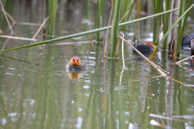 Yuvalanmış fulika atra kuşları gölette yüzerler. Yeşil sazlıklar suya yansıyor..