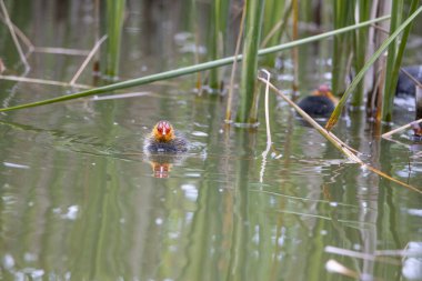 Yuvalanmış fulika atra kuşları gölette yüzerler. Yeşil sazlıklar suya yansıyor..