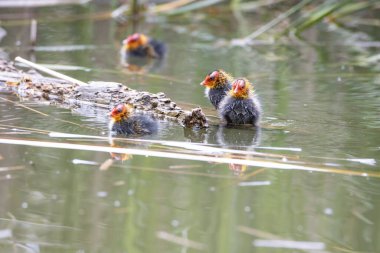 Yuva kuran Fulica atra kuşları sazlıkların arasında bir gölette yüzerler. Yeşil sazlıklar suya yansıyor..