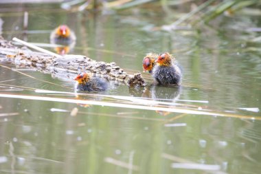 Yuva kuran Fulica atra kuşları sazlıkların arasında bir gölette yüzerler. Yeşil sazlıklar suya yansıyor..