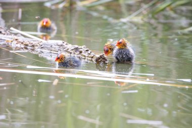 Yuva kuran Fulica atra kuşları sazlıkların arasında bir gölette yüzerler. Yeşil sazlıklar suya yansıyor..