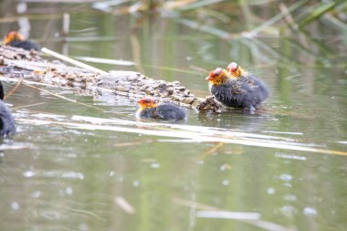Yuva kuran Fulica atra kuşları sazlıkların arasında bir gölette yüzerler. Yeşil sazlıklar suya yansıyor..