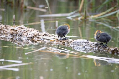 İki yuva kuran fulica atra, bir gölün arka planında bir kütüğün üzerinde duruyor..
