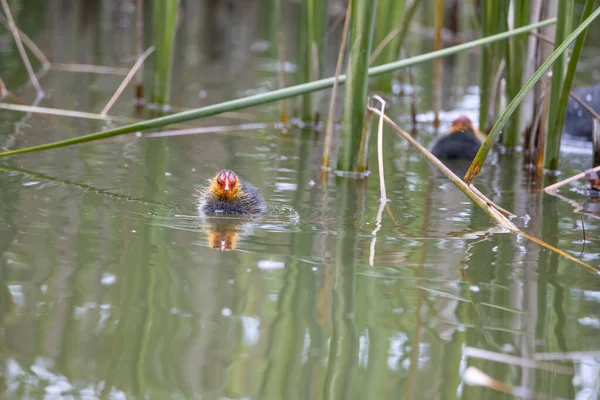 Teich Schwimmen Einnistende Fulica Vögel Grünes Schilf Spiegelt Sich Wasser — Stockfoto