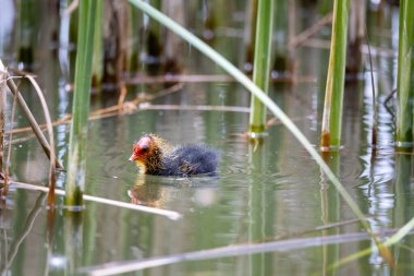 Yuvalanmış bir Fulica atra kuşu sazlıkların arasında bir gölette yüzüyor. Yeşil sazlıklar suya yansıyor..
