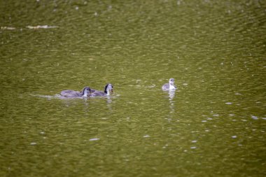 Fulica atra kuşları yeşil bir gölette yüzerler..