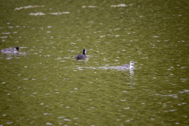 Fulica atra kuşları yeşil bir gölette yüzerler..