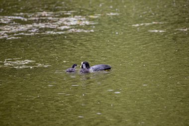 Fulica atra kuşları yeşil bir gölette yüzerler..