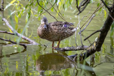 Dişi bir yaban ördeği yaprakların arasında bir göletin kıyısında duruyor..