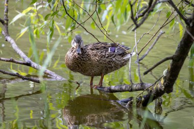 Dişi bir yaban ördeği yaprakların arasında bir göletin kıyısında duruyor..