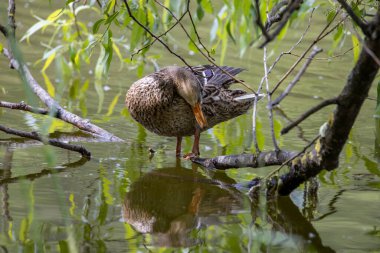 Dişi bir yaban ördeği yaprakların arasında bir göletin kıyısında duruyor..