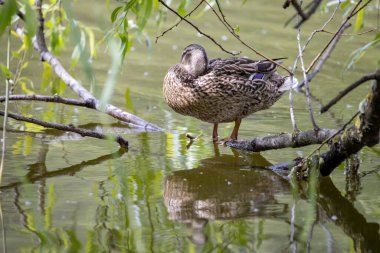Dişi bir yaban ördeği yaprakların arasında bir göletin kıyısında duruyor..